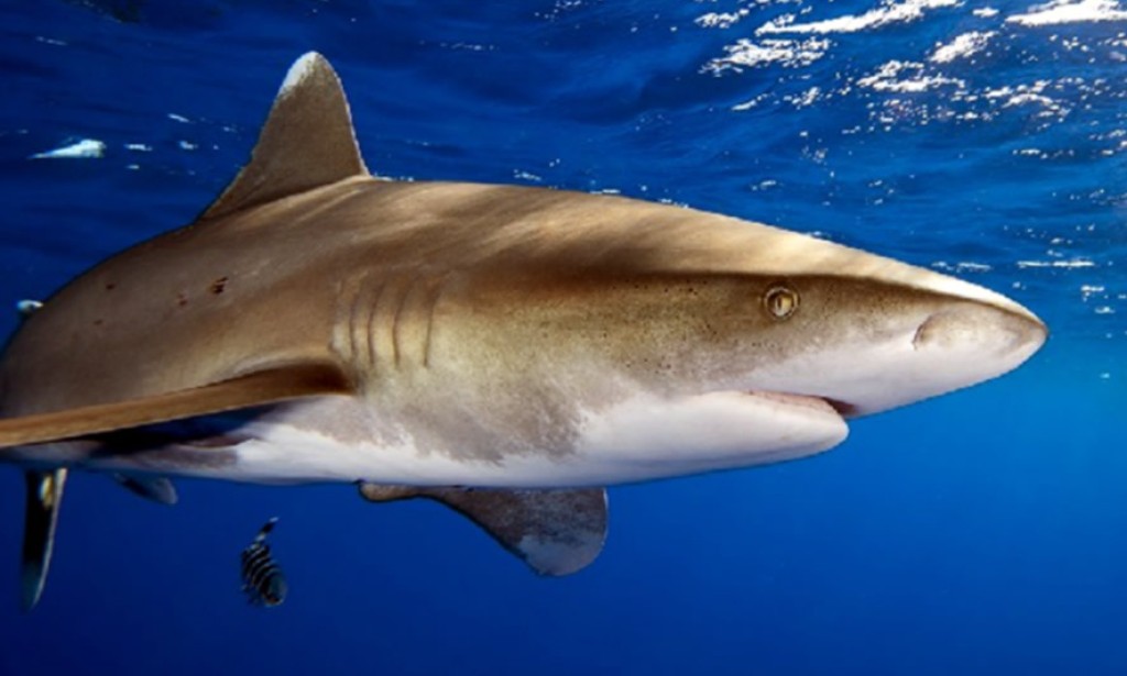 U Jadranskom moru ulovljen morski pas koji može narasti do 4 metra