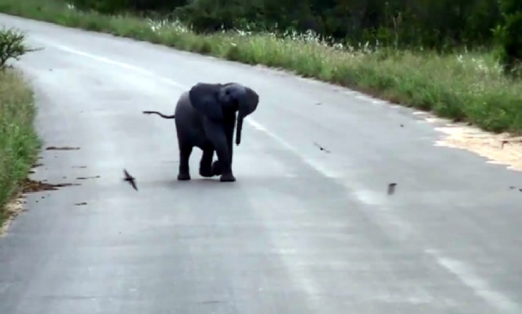 Mali slonić se igra ganjajući ptice