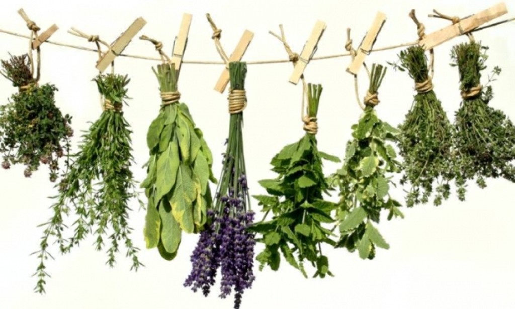 Proizvodnja prirodnih ljekovitih sredstava i vrijeme branja