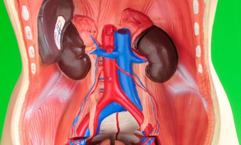 Obrezivanje sprečava infekcije bubrega, mjehura i mokraćne cijevi