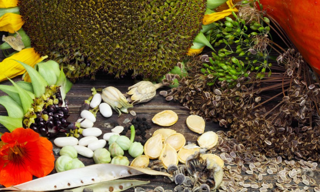 Sakupljanje sjemena biljaka za proljeće