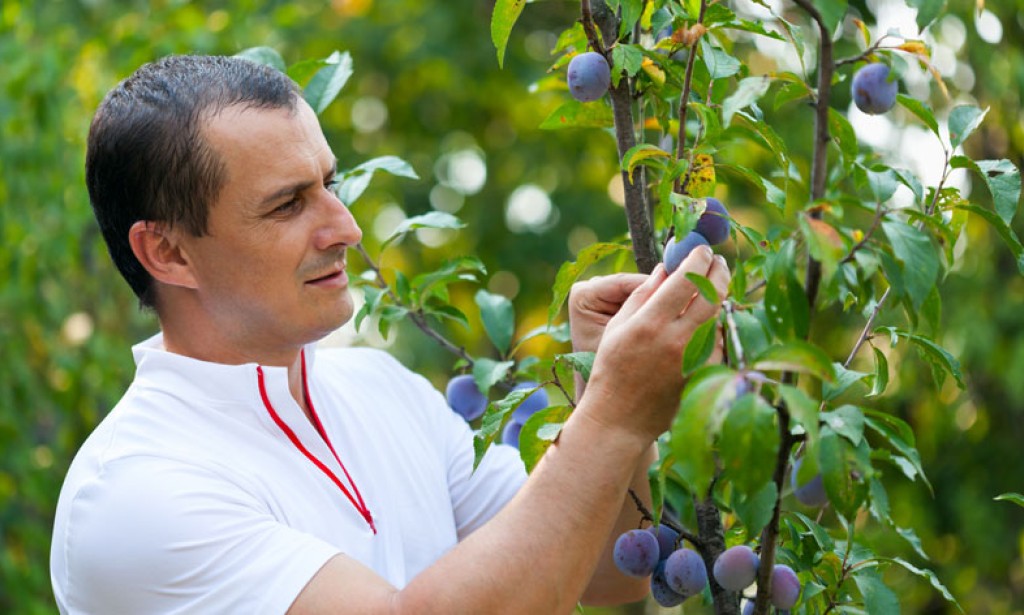 Šta raditi u vrijeme šarka