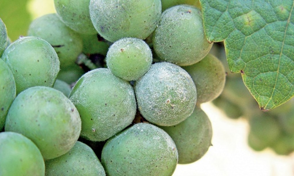 Sparina i vlaga potpomaže razvoju pepelnice