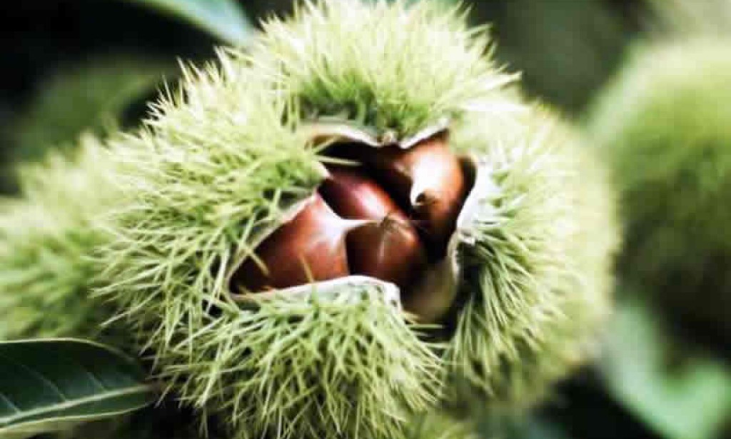 Europski pitomi kesten (Castanea sativa Miller)