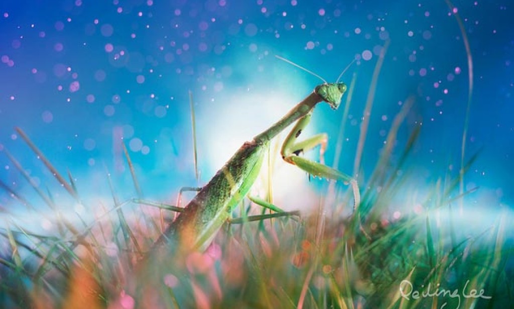 Čarobna galerija slika insekata umjetnice iz Malezije