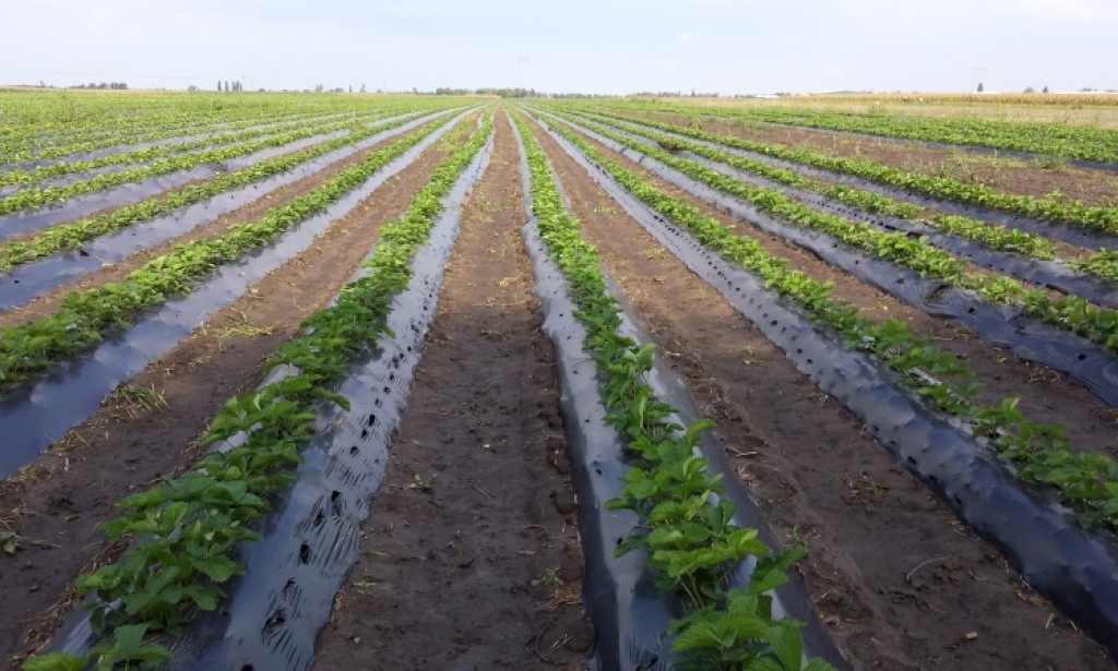 Odabir parcele za uzgoj jagode