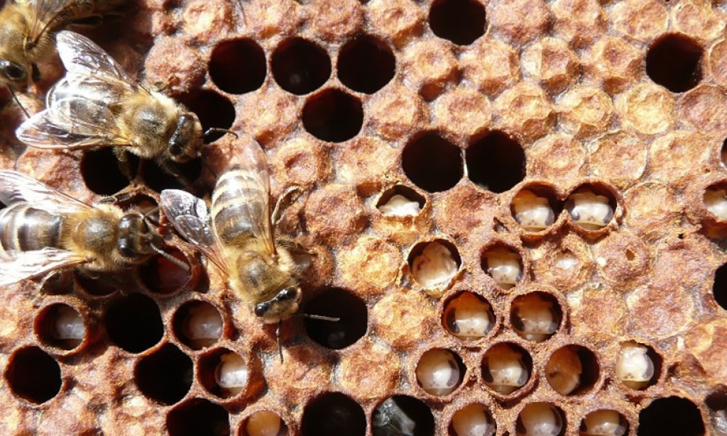 Bolesti pčela izazvane plijesnima