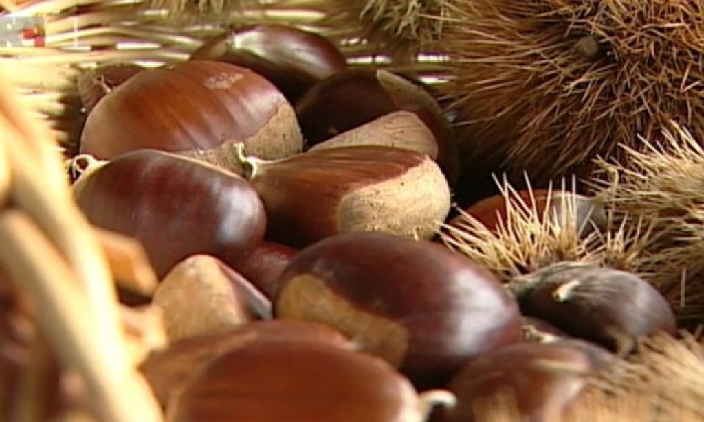 Korist od kestena na području BiH