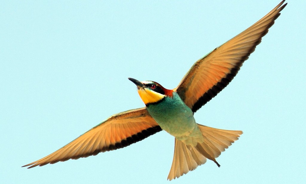 Ptice koje nanose štetu pčelama