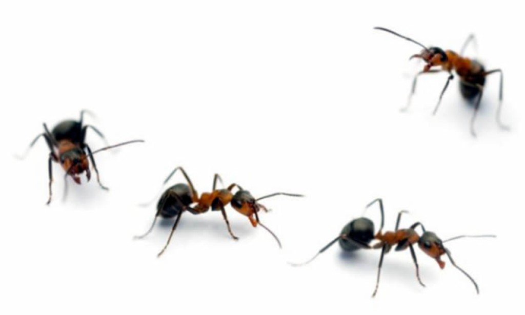 Mravi koji surađuju uvijek prate vođu