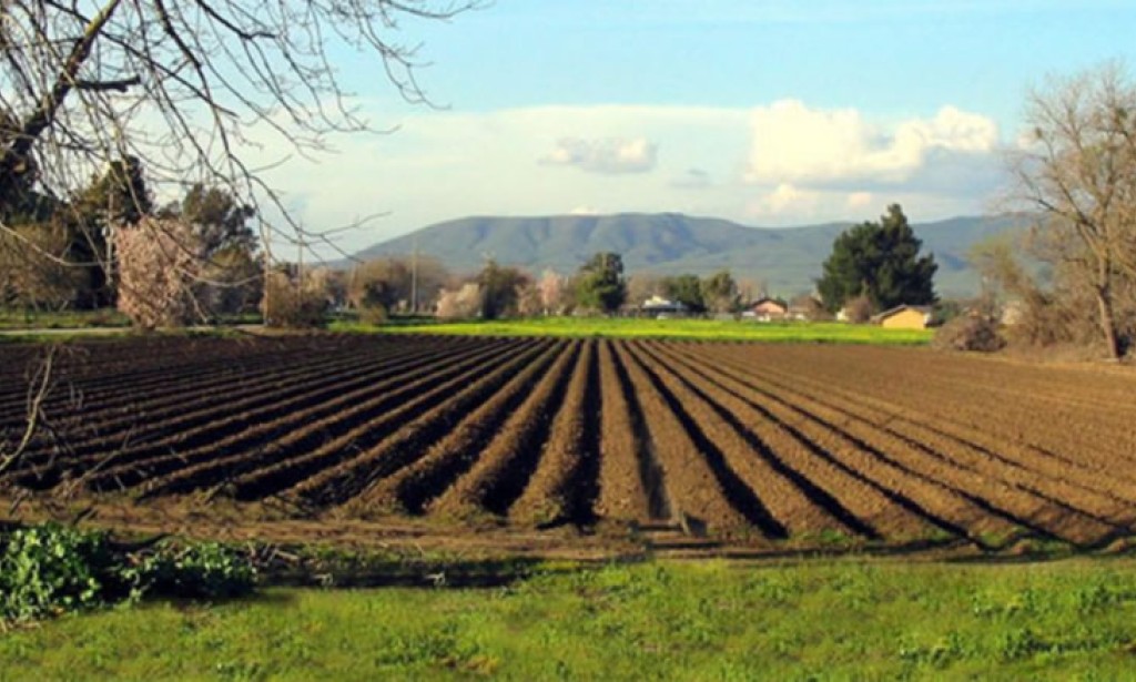 Zemljište i priprema zemljišta za uzgoj jagoda