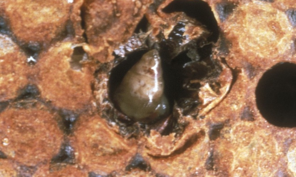 Bolesti pčela izazvane virusima