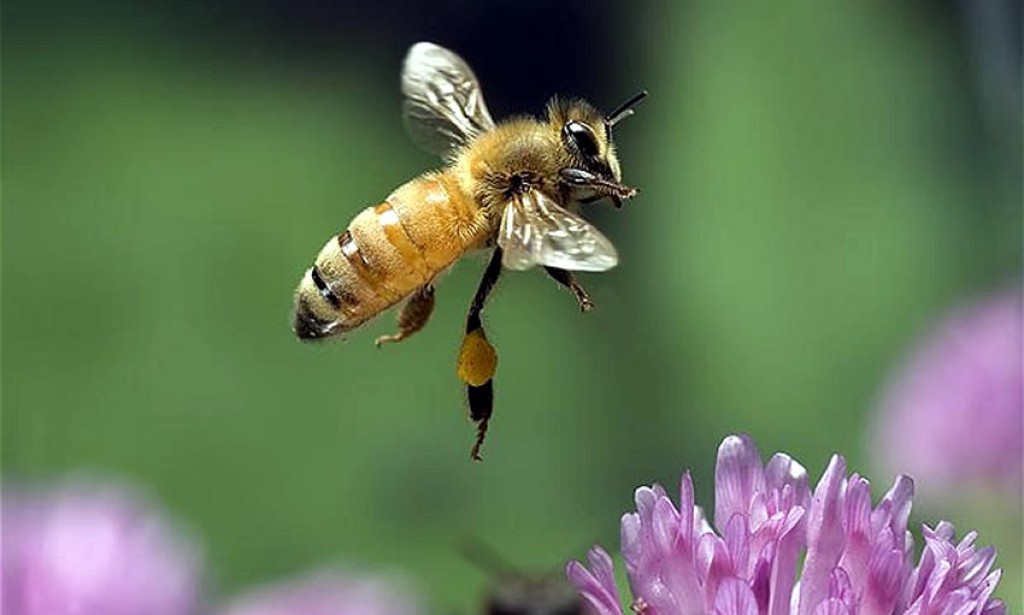 Bolesti pčela izazvane bakterijskim uticajima
