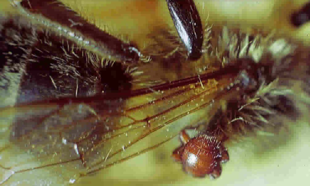 Prirodni neprijatelji pčela