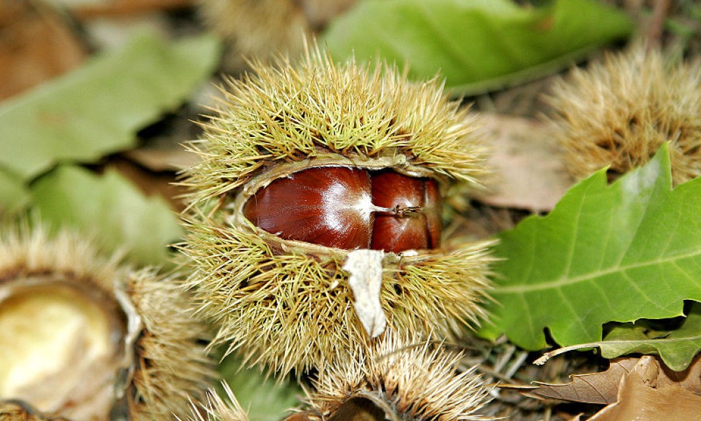 Porijeklo i rasprostranjenost europskog pitomog kestena
