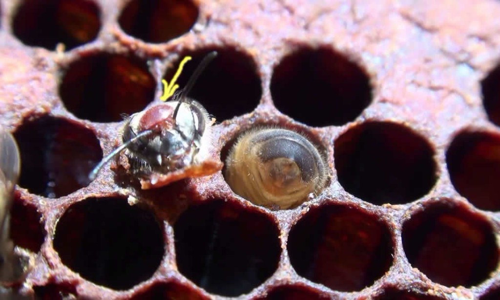 Bolesti pčela izazvane parazitima