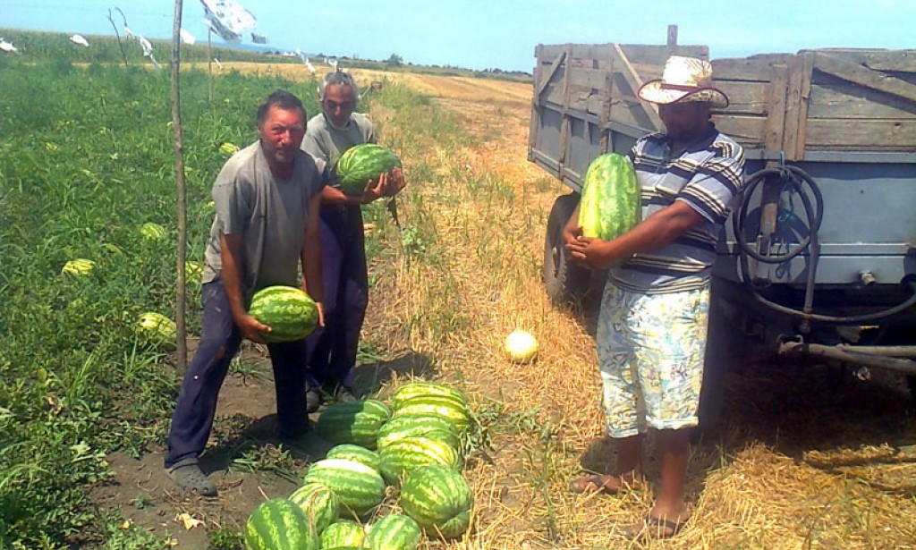 Jedan poljoprivrednik iz Zemuna živi od uzgoja lubenica