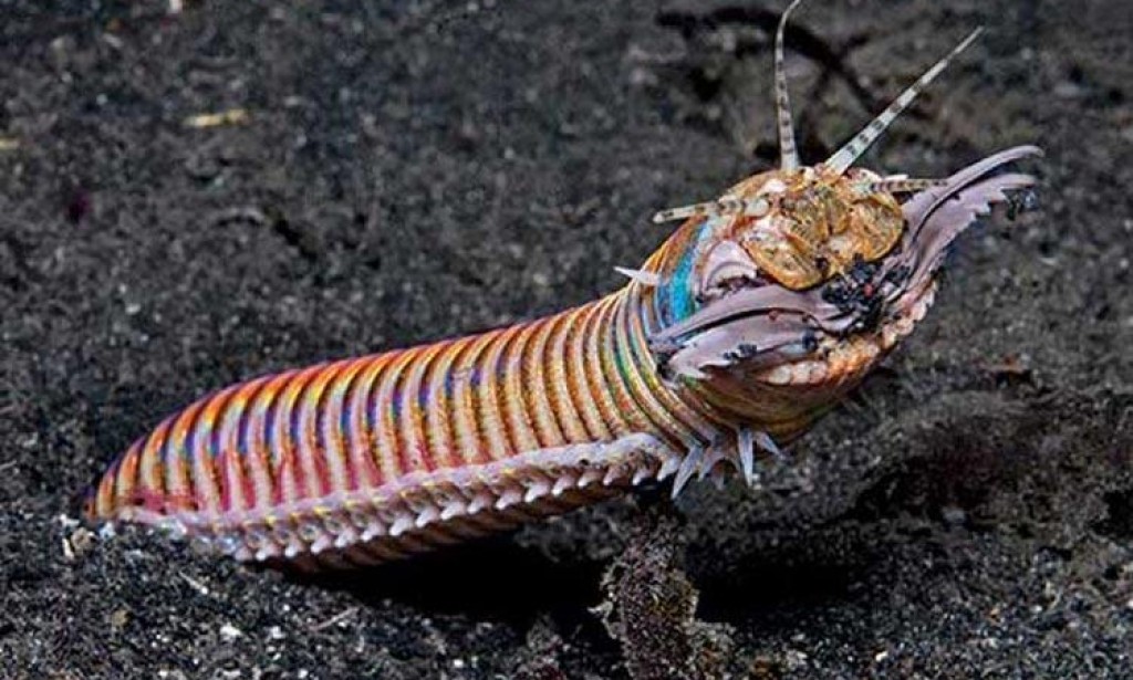 Morski crv eunice aphroditois sigurno će vas podsjetiti na stvorenja iz najgorih noćnih mora