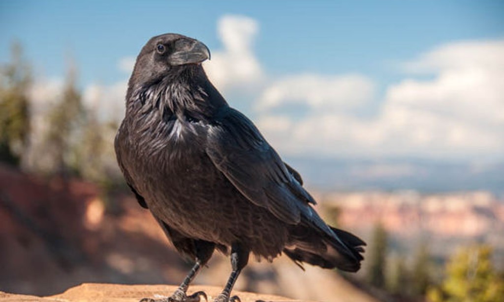 5 zanimljivih činjenica o gavranima