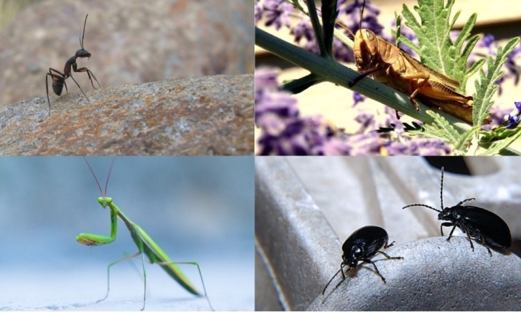 Priroda piše priče: ljubav, viteštvo i vjernost među insektima
