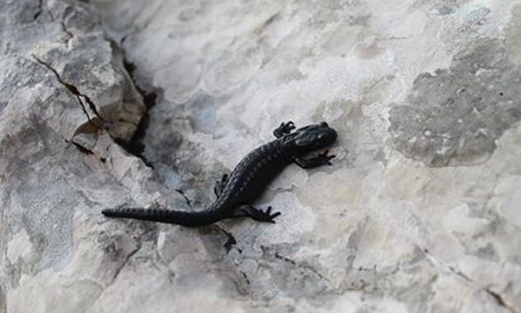 Bosna je uveliko bogata rijetkim vrstama vodozemaca