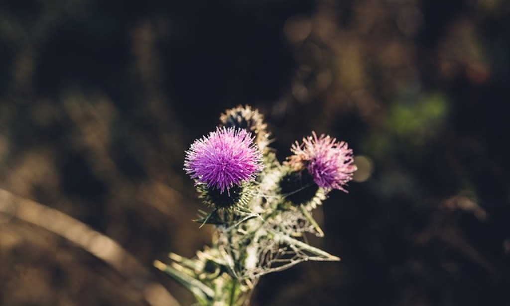 Čičak – zamjena za insulin