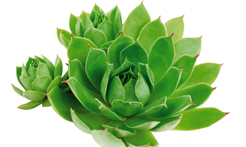 Čuvarkuća kao lijek za miome, ciste, ulcerozni kolitis, kron i mnoge druge bolesti