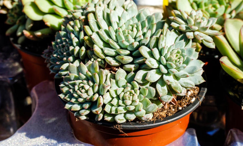 Šta će se desiti vašem organizmu ako pojedete jedan list čuvarkuće svako jutro