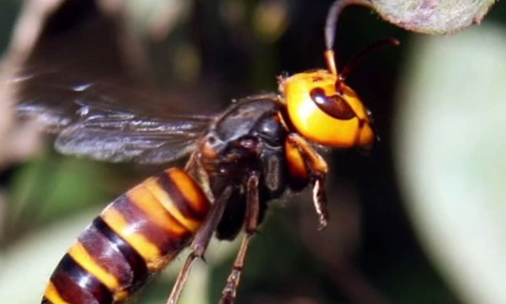 AKO VAS UBODE STRŠLJEN: Evo kako da spasite sebi život i izbjegnete šok!