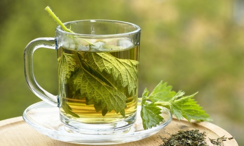 Kopriva: Kraljica zdravlja