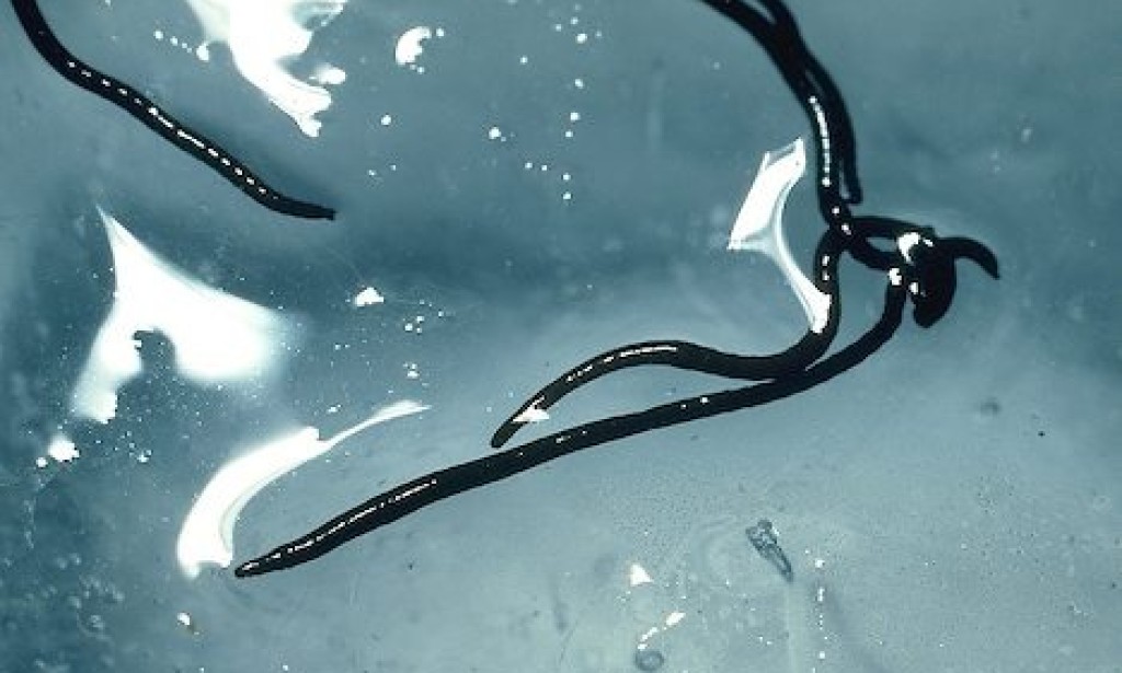 Crvi zamrznuti prije više od 42.000 godina ponovno oživjeli