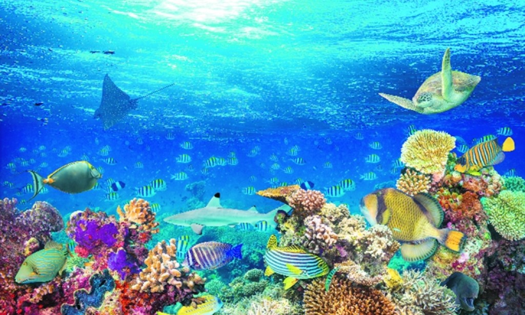 Jedna australijska studija kaže da netaknuti dijelovi okeana brzo nestaju!