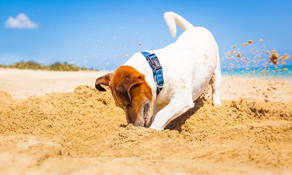 Znate li iz kog stvarno razloga psi kopaju rupe u zemlji?