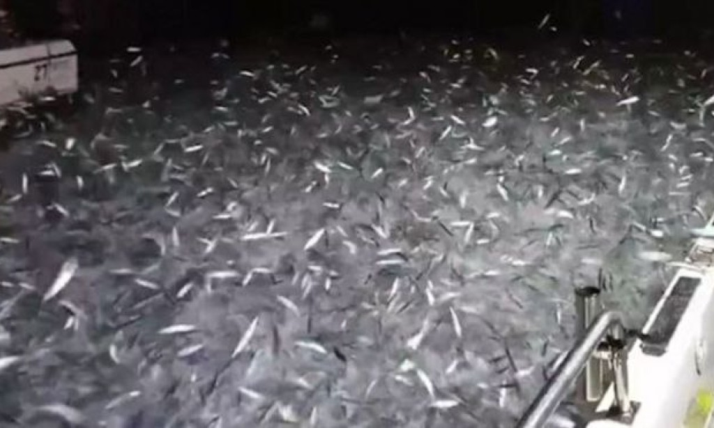 Nezaboravna scena na Tajvanu: Ribe same uskakale u čamce