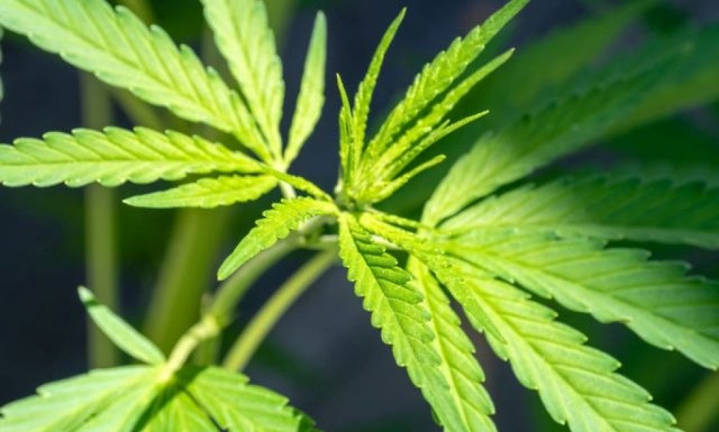 Velika Britanija: Od jeseni kanabis se izdaje na recept