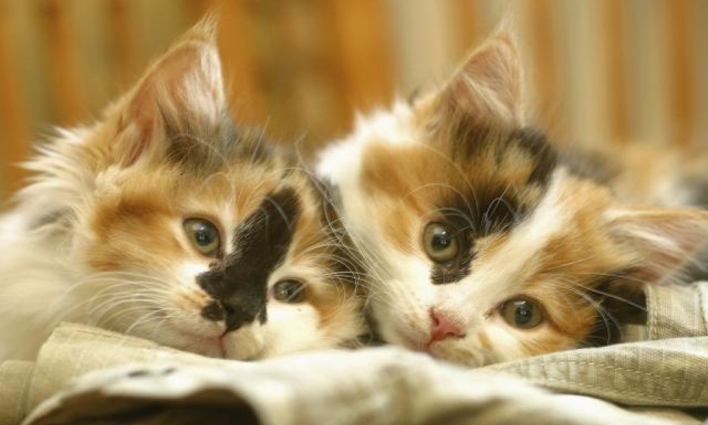 Da li vam smeta kada ste u blizini mačaka?