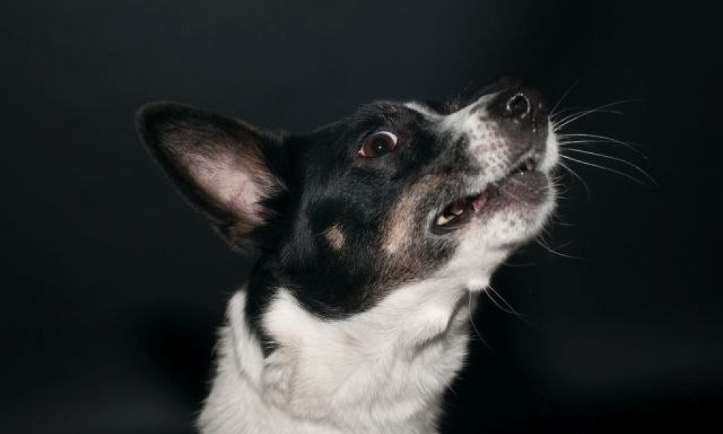 Znate li zašto psi cvile?