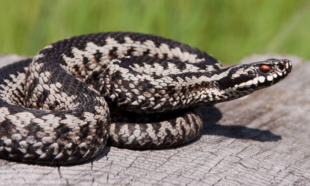 Hvatanje i odbijanje zmija: Kako se riješiti zmija iz okoline?