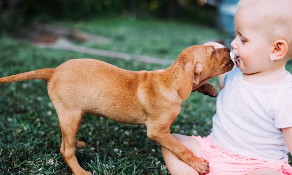 Šta uraditi kad se dijete boji pasa?