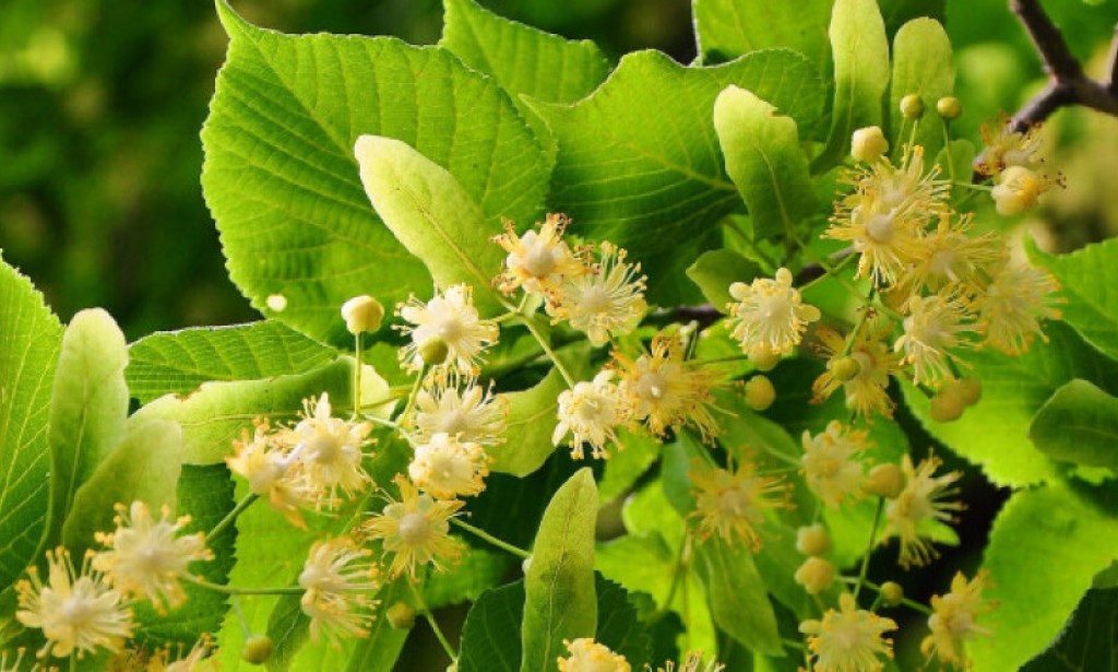 Kad se ovako koristi, lipa liječi 20 bolesti: Zaboravićete na visok pritisak!