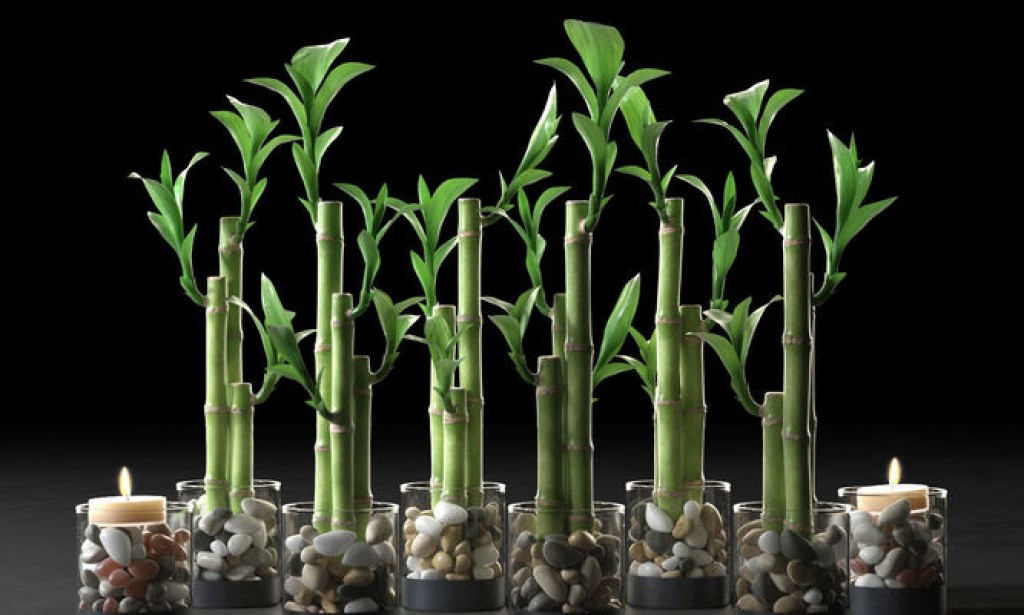 Zašto je dobro imati bambus u kući?