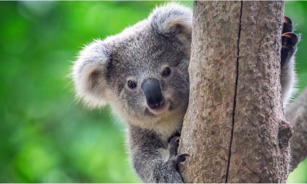 Koale stigle u Evropu, privikavaju se na život u Velikoj Britaniji