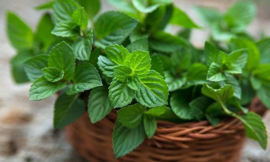 Ljekovita dejstva čaja i ulja od mente