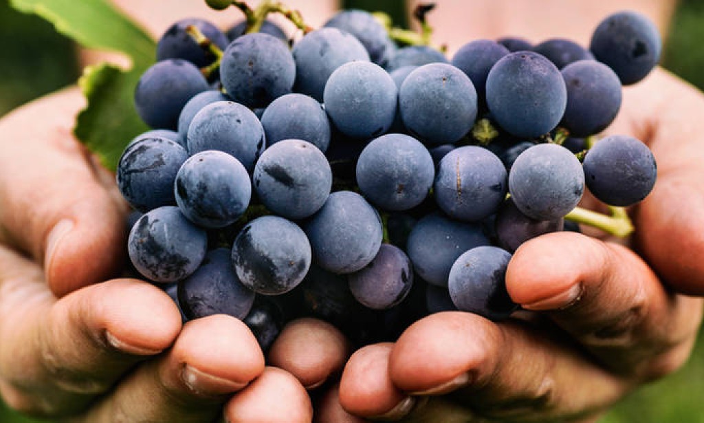 Grožđe: 6 razloga zašto ga obavezno jesti