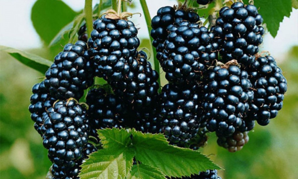 Znate li zašto su kupine (Rubus fruticosus) super voće za sve vrste uzrasta?