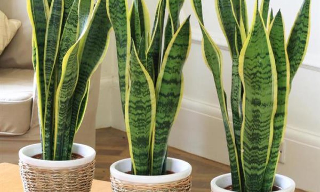 Znate li zašto je dobro imati barem jednu biljčicu u vlastitom domu?