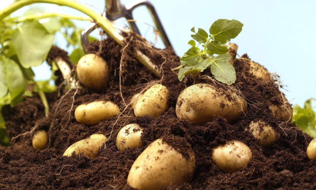 Proizvodnja krompira u plastenicima