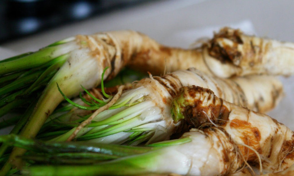 Ljekovita svojstva hrena