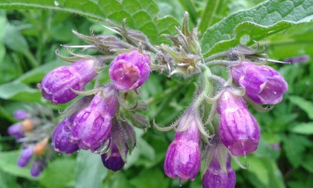 Jeste li čuli za gavez - ljekovitu biljku koja liječi rane i kost?