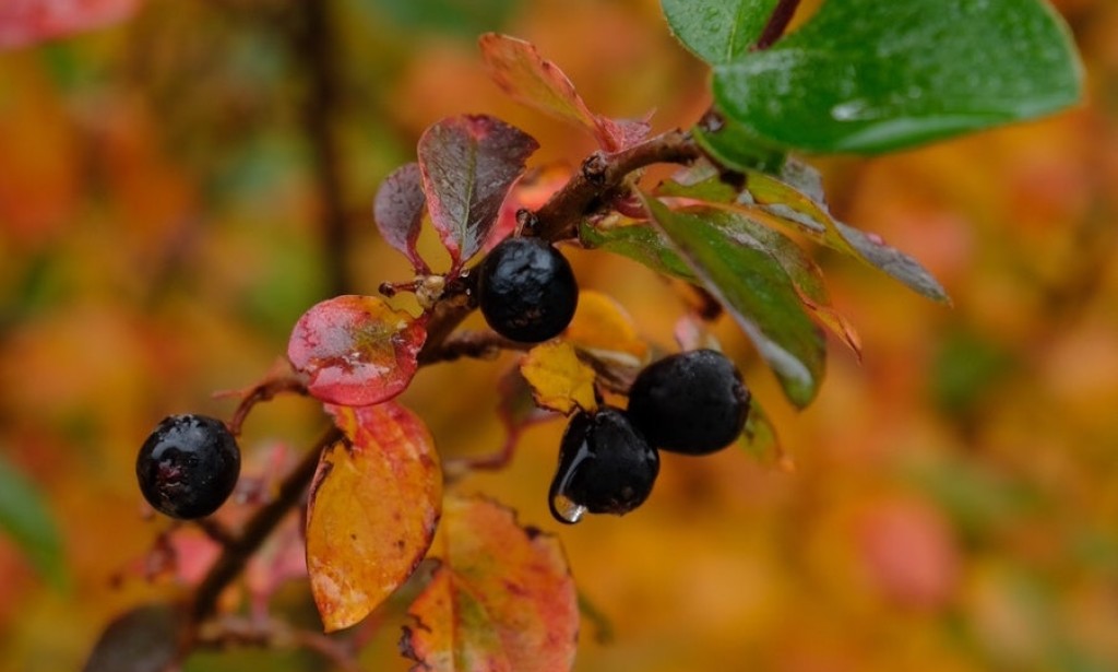 MALO ČUDO PRIRODE – ARONIJA